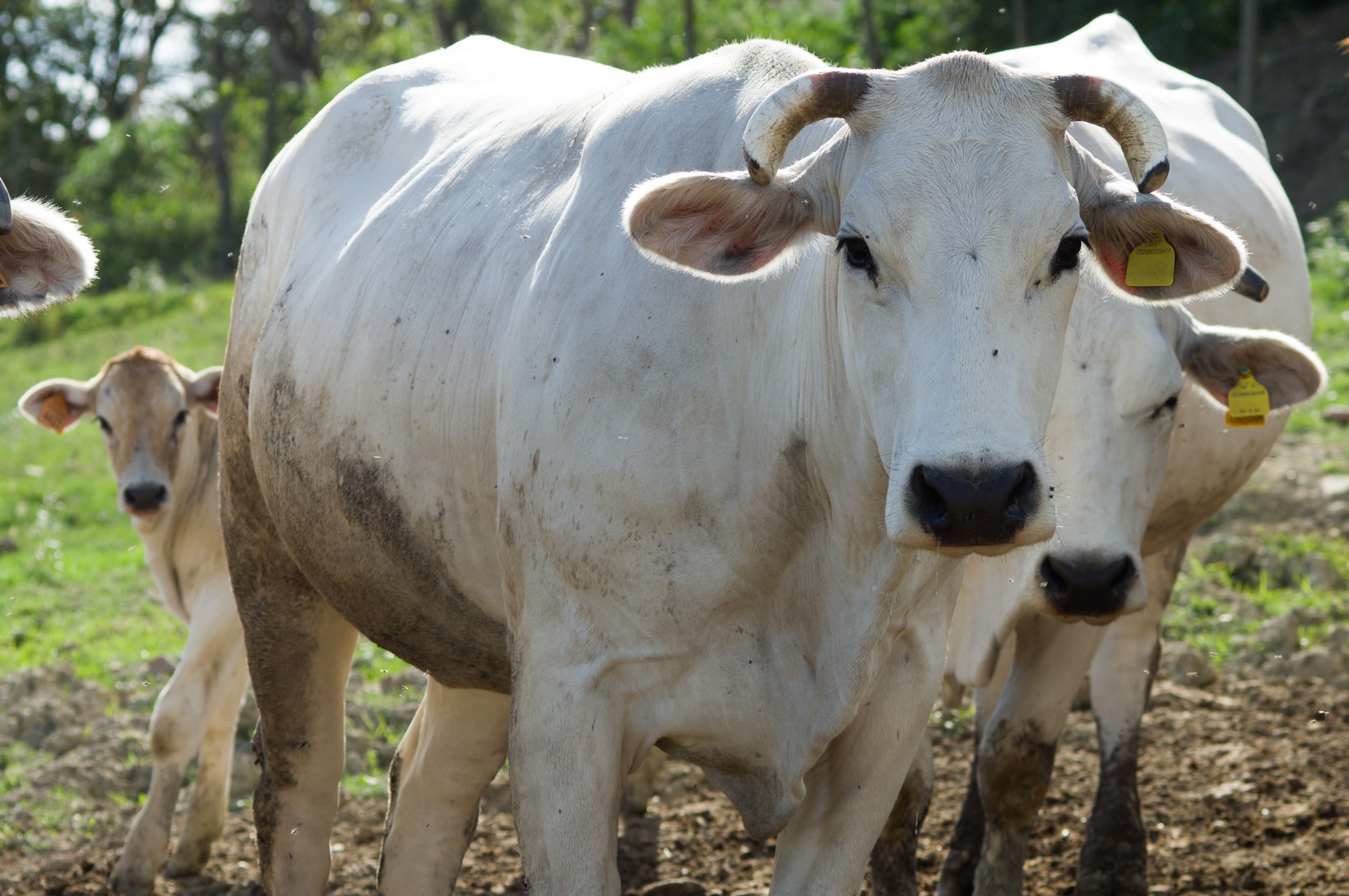 Chianina