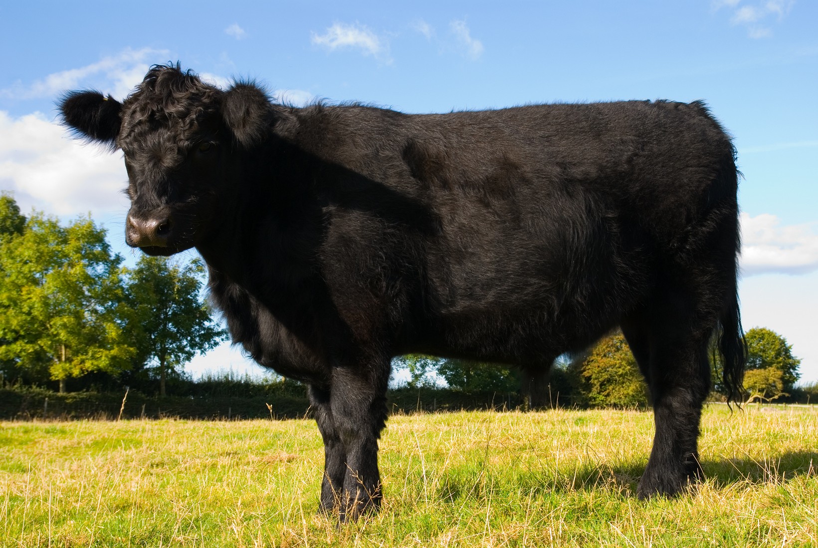 Aberdeen angus