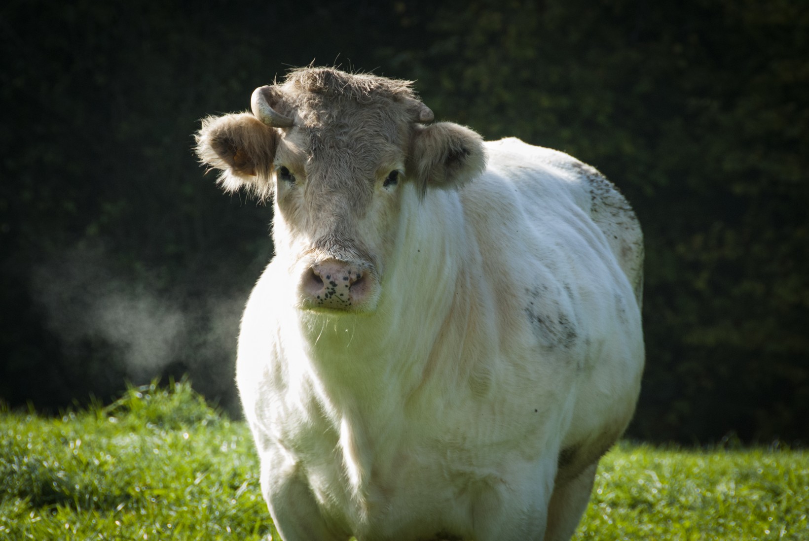 Belgian blue