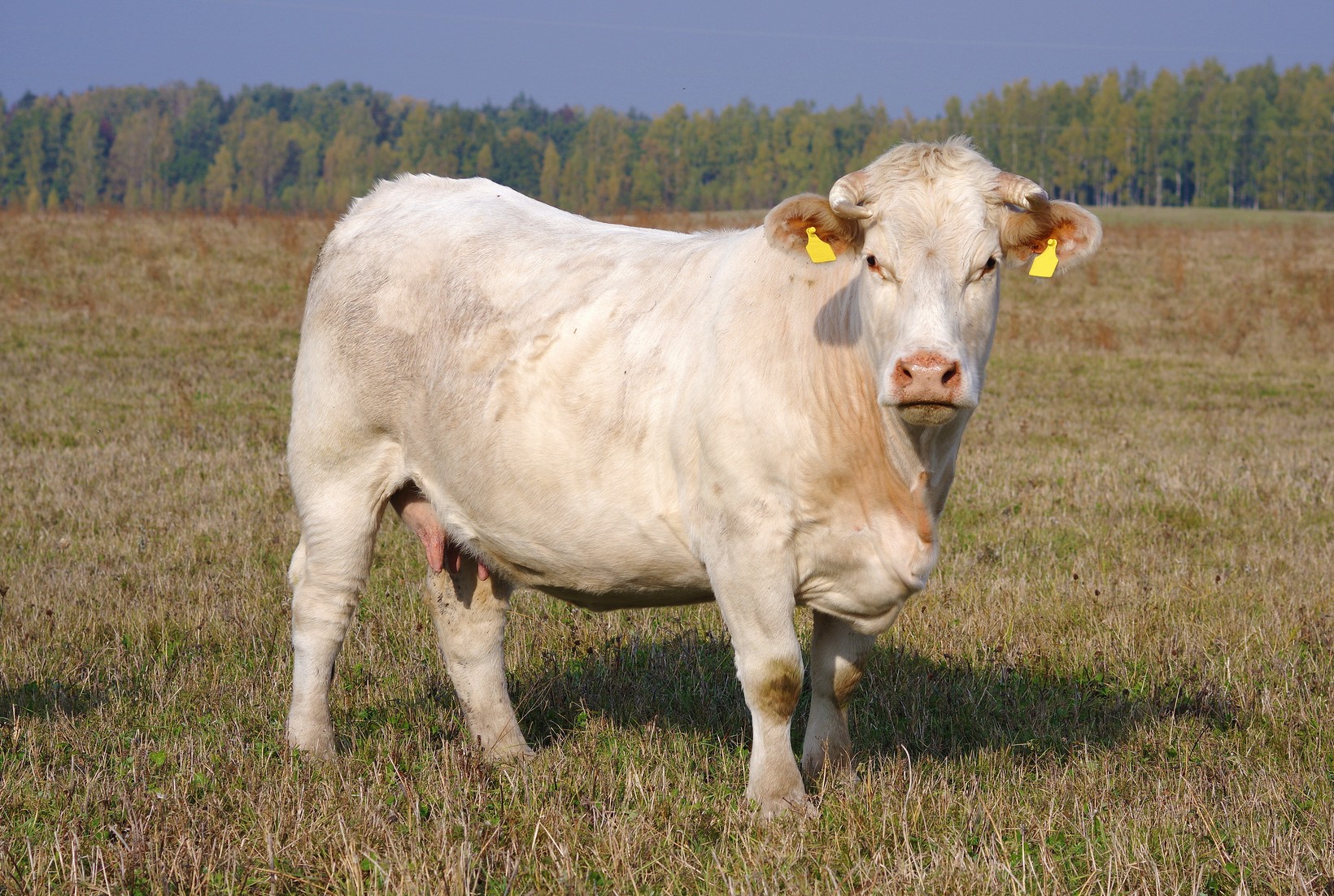 Charolais