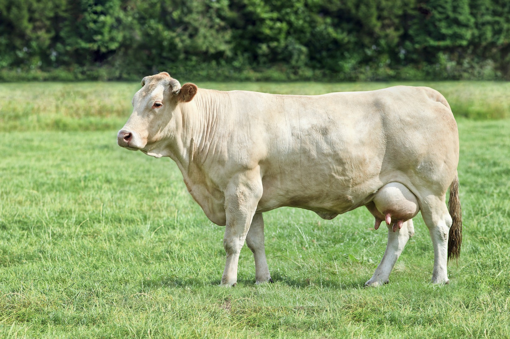 Blonde d´Aquitaine